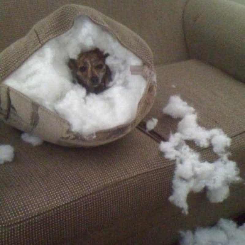 3 Hewan Ini Kepergok Melakukan Hal Yang Nggak Semestinya